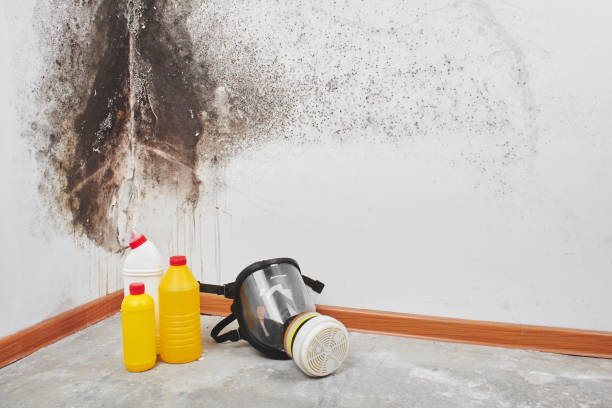 Best Mold Damage Repair  in Piketon, OH