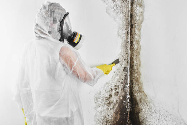 Best Crawl Space Mold Removal  in Piketon, OH