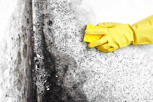 Best Attic Mold Removal  in Piketon, OH