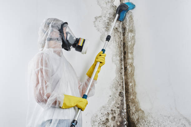 Best Commercial Mold Removal  in Piketon, OH