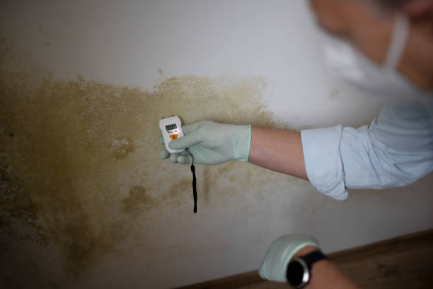 Best Toxic Mold Removal  in Piketon, OH