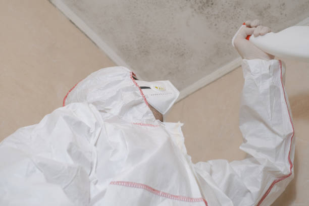 Best Local Mold Removal Service  in Piketon, OH