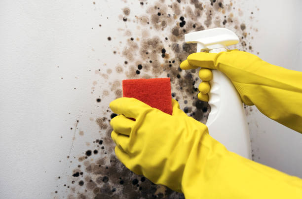 Best Toxic Mold Removal  in Piketon, OH