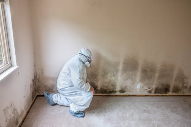 Best Toxic Mold Removal  in Piketon, OH