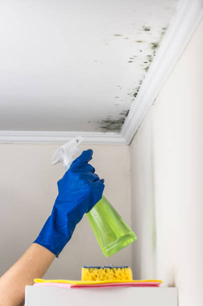 Best Mold Damage Repair  in Piketon, OH